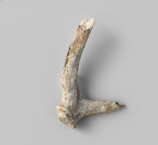 Fragment of antler from the VOC ship 'Witte Leeuw'