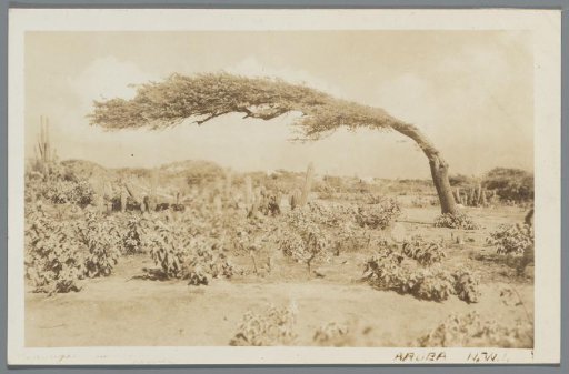 Aruba, N.W.I.