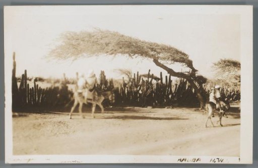 Aruba, N.W.I