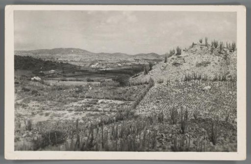 Hilly landscape with cacti and cultivated land