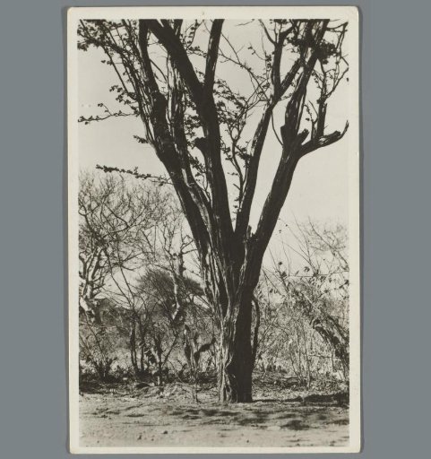 Bonaire, Logwood tree (formerly: stockfish wood)