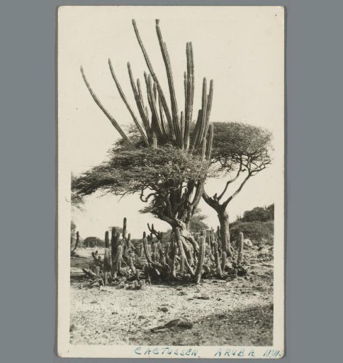 Cacti, Aruba N.W.I.
