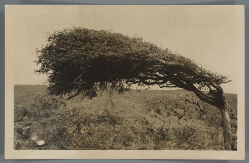 View of a landscape with a dividivi tree in Curaçao
