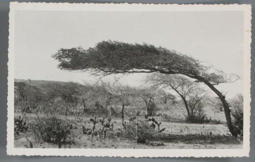 View of a landscape with dividivi trees and cacti in Curaçao