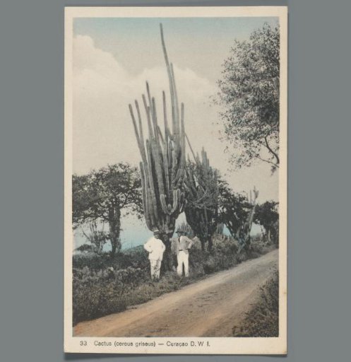 Cactus (cereus griseus) - Curaçao D.W.I.