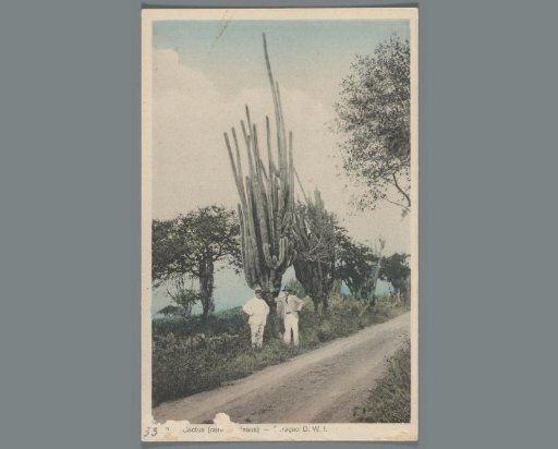 Cactus (Cereus griseus) - Curaçao D.W.I.