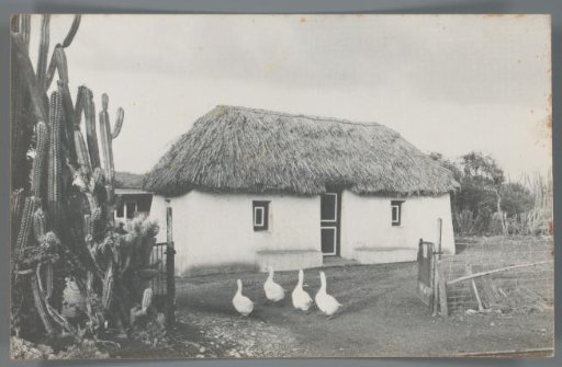 Photographic Reproduction of a View of a House with Free-Roaming Geese on Curaçao