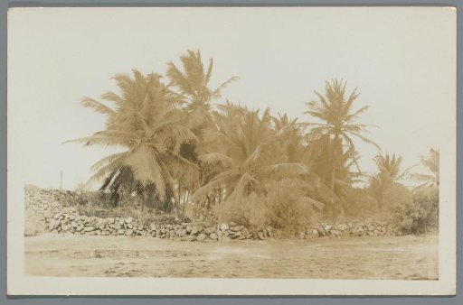 View of palm trees in Curaçao