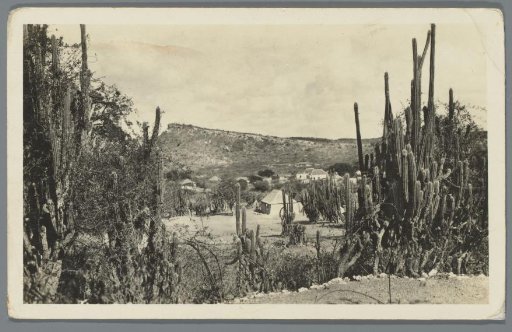 View of a landscape with cacti and houses on Curaçao