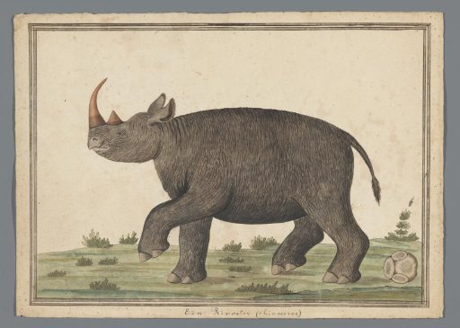 Rhinoceros
