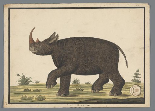 Rhinoceros