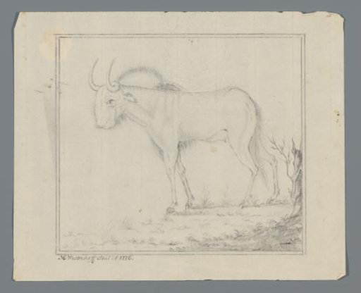 Cape Bull