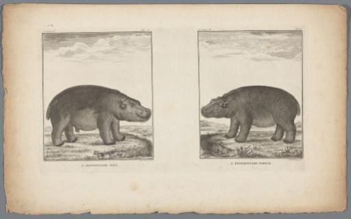Hippopotamuses