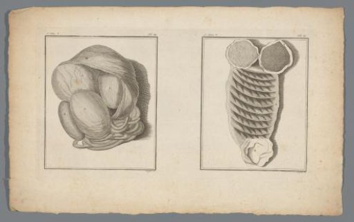 Internal organs