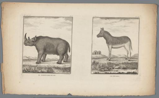 Rhinoceros and Quagga