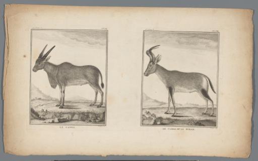 Eland and hartebeest