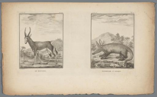 Spotted Buck and Aardvark