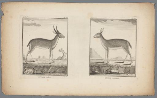 Male and female Reedbuck