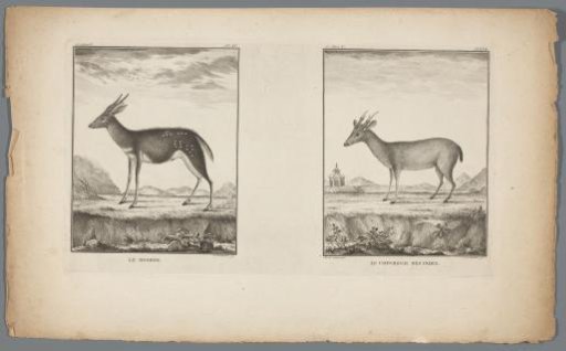 Bushbuck and Muntjac