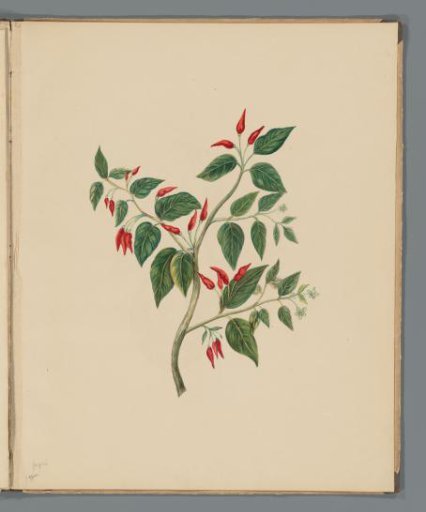 Spanish pepper (Capsicum annuum)
