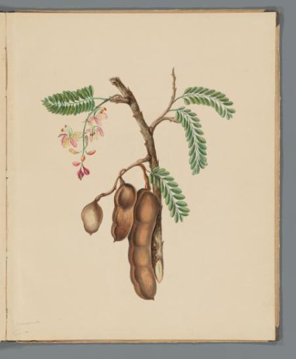 Tamarind (Tamarindus indica)