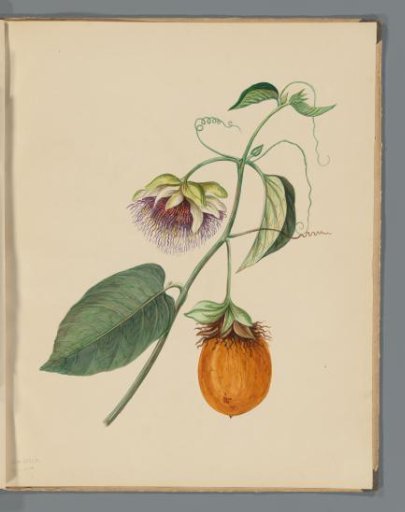 Passion fruit (Passiflora laurifolia)