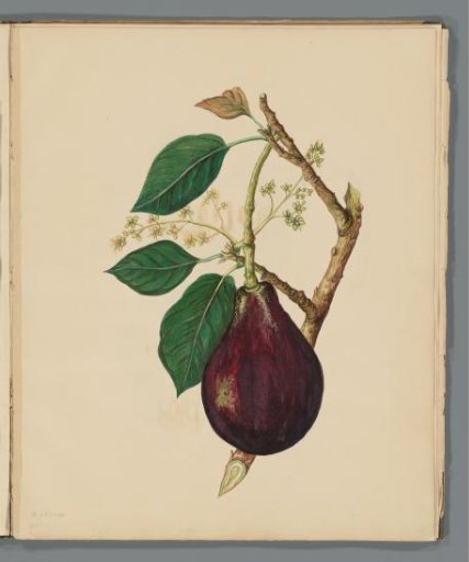 Avocado (Persea americana)
