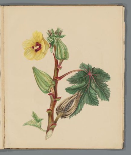 Musk mallow (Abelmoschus moschatus)