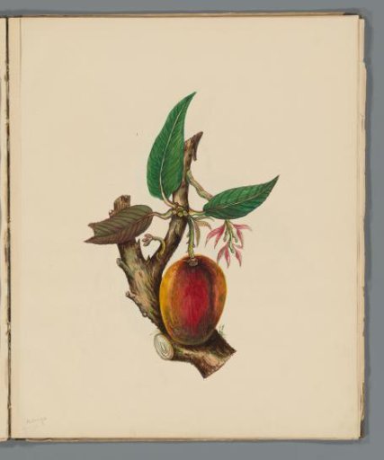 Mango (Mangifera indica)