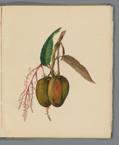 Mango (Mangifera indica)