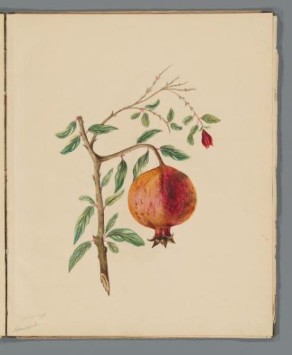 Pomegranate (Punica granatum)