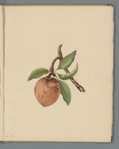 Sapodilla (Manilkara zapota)
