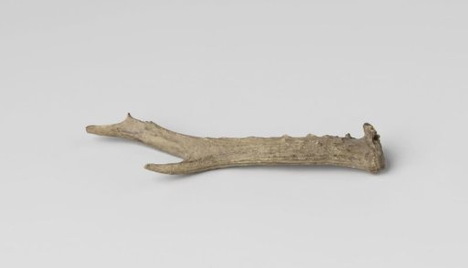 Beam of a stag's antler, found in 1724 during excavations in the Hillegommerbeek