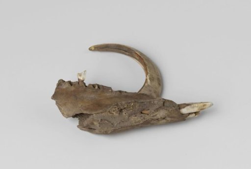 Tusk with lower jaw of a wild boar, found in 1724 during excavations in the Hillegommerbeek