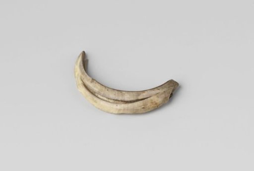 Tusk of a wild boar, found in 1724 during excavations in the Hillegommerbeek
