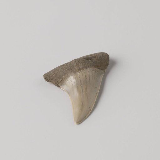Fossil Fish Tooth