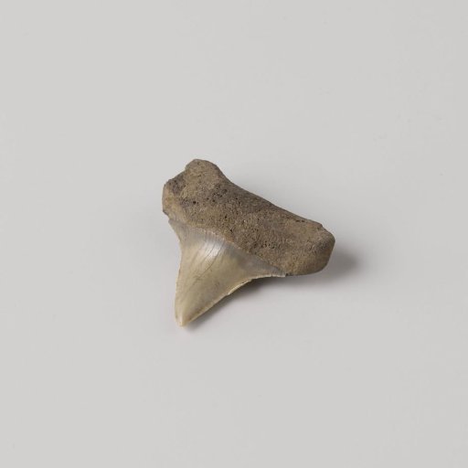 Fossil Fish Tooth