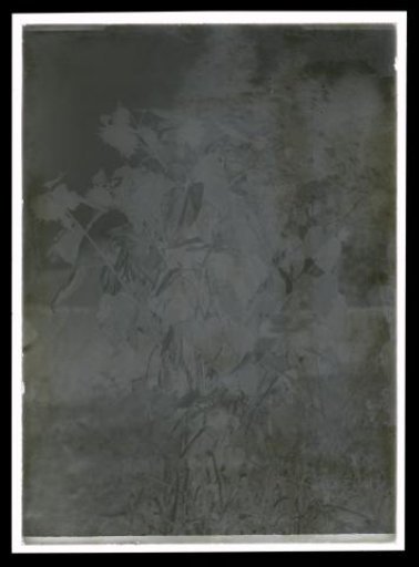 Foliage