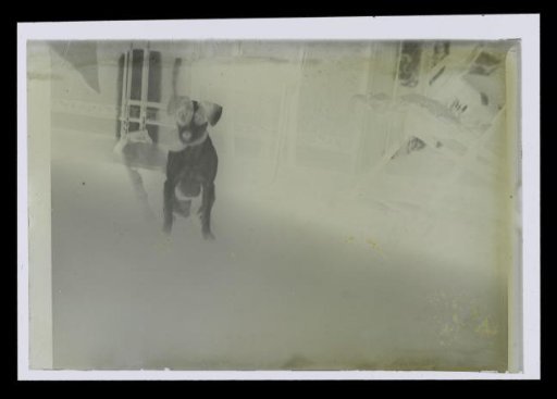 View in a room with a dog
