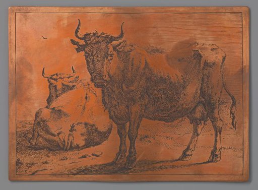 Standing and lying cow