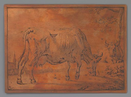 Grazing cow
