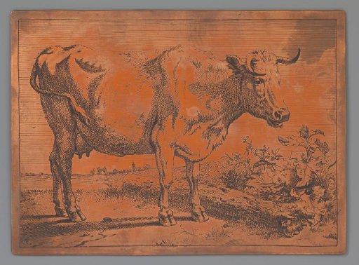 Cow with twisted horn