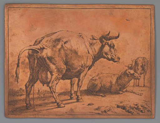 Urinating cow