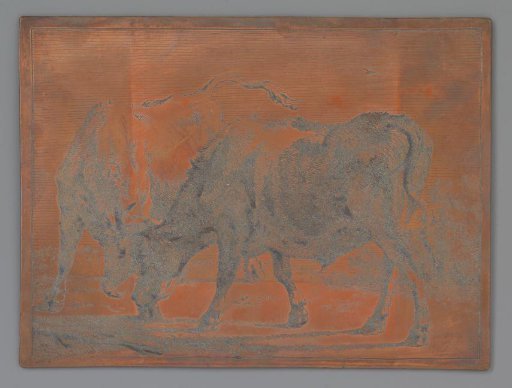Two fighting oxen