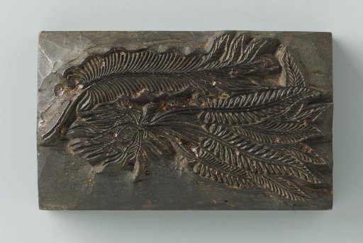 Plant with roots and lance-shaped leaves