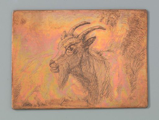 Head of a goat