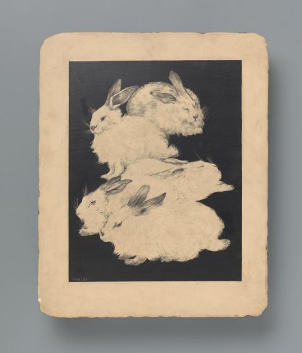 Five Angora rabbits
