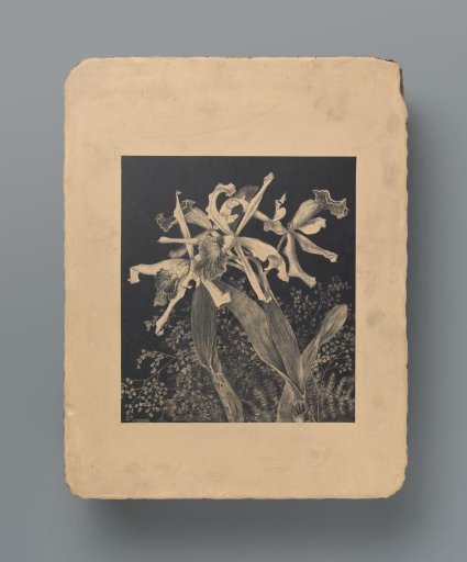Orchids