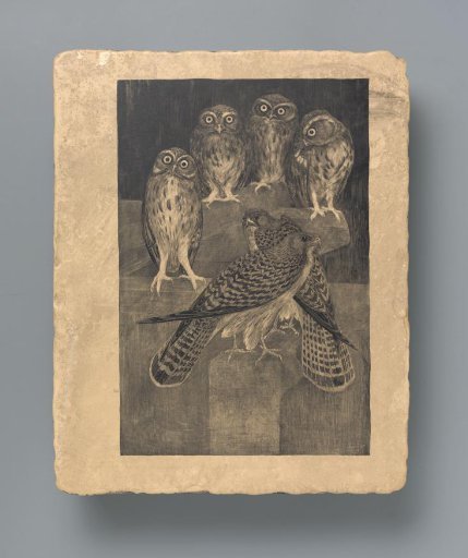 Tawny Owls and Falcons