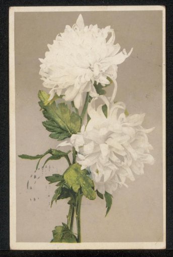 Postcard to Philip Zilcken
